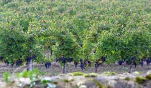 Sale Vineyard property Bordeaux