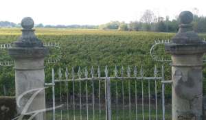 Sale Vineyard property Bordeaux