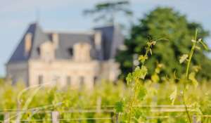 Sale Vineyard property Saint-Émilion