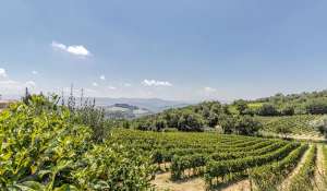 Sale Vineyard property Volterra