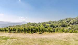 Sale Vineyard property Volterra