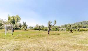 Sale Vineyard property Volterra