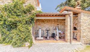 Sale Vineyard property Volterra