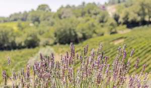 Sale Vineyard property Volterra